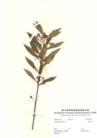 藏品(鳳仙花)的圖片